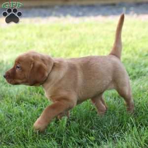 Denise, Fox Red Labrador Retriever Puppy